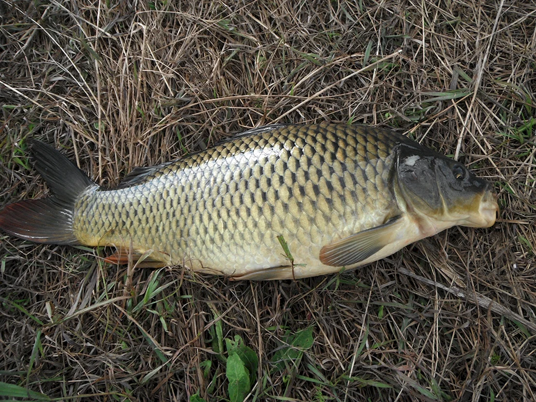 Сазан Карп обыкновенный – Cyprinus Carpio
