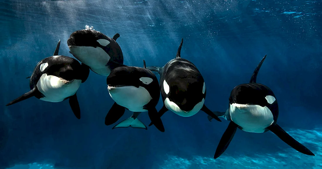 SEAWORLD касатки
