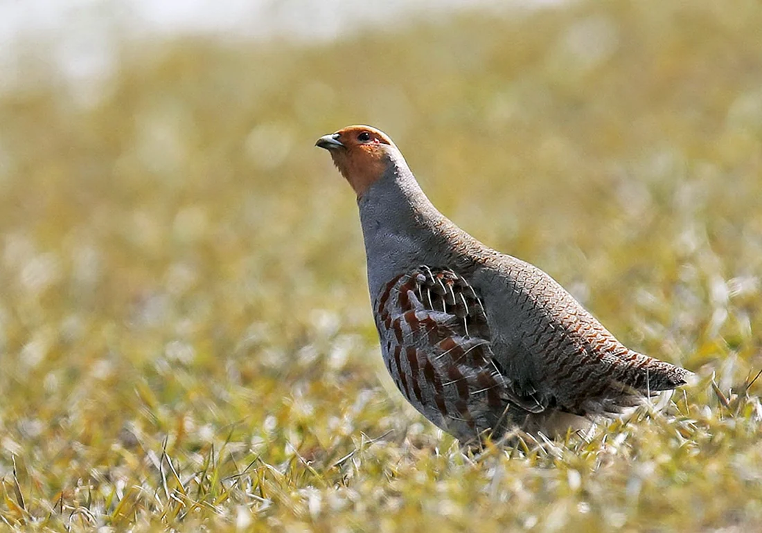 Серая куропатка Perdix Perdix