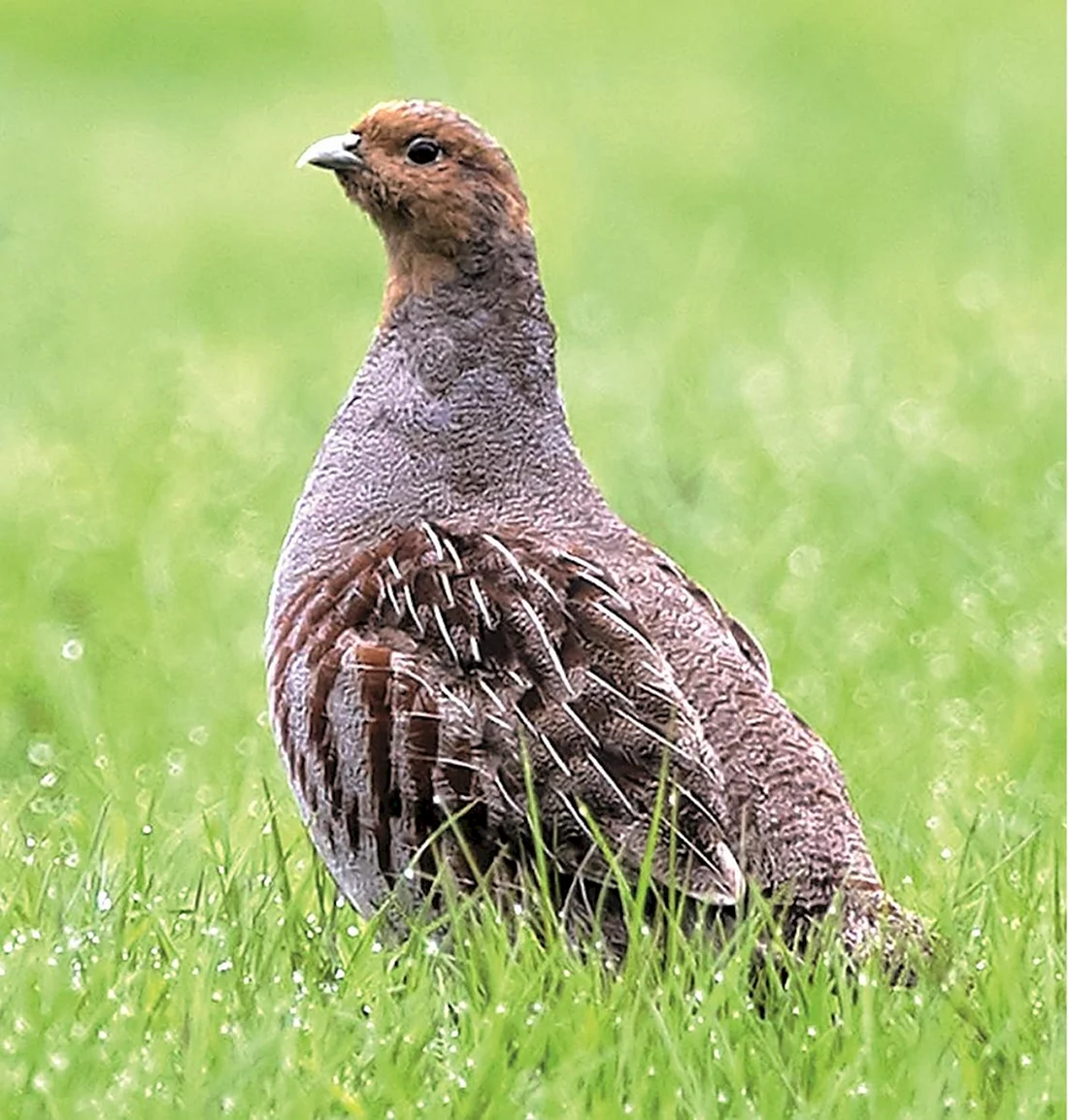 Серая куропатка Perdix Perdix