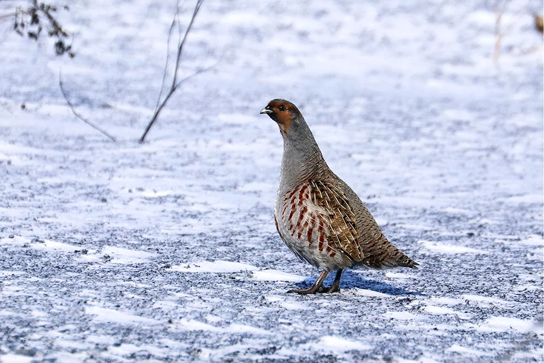 Серая куропатка Perdix Perdix