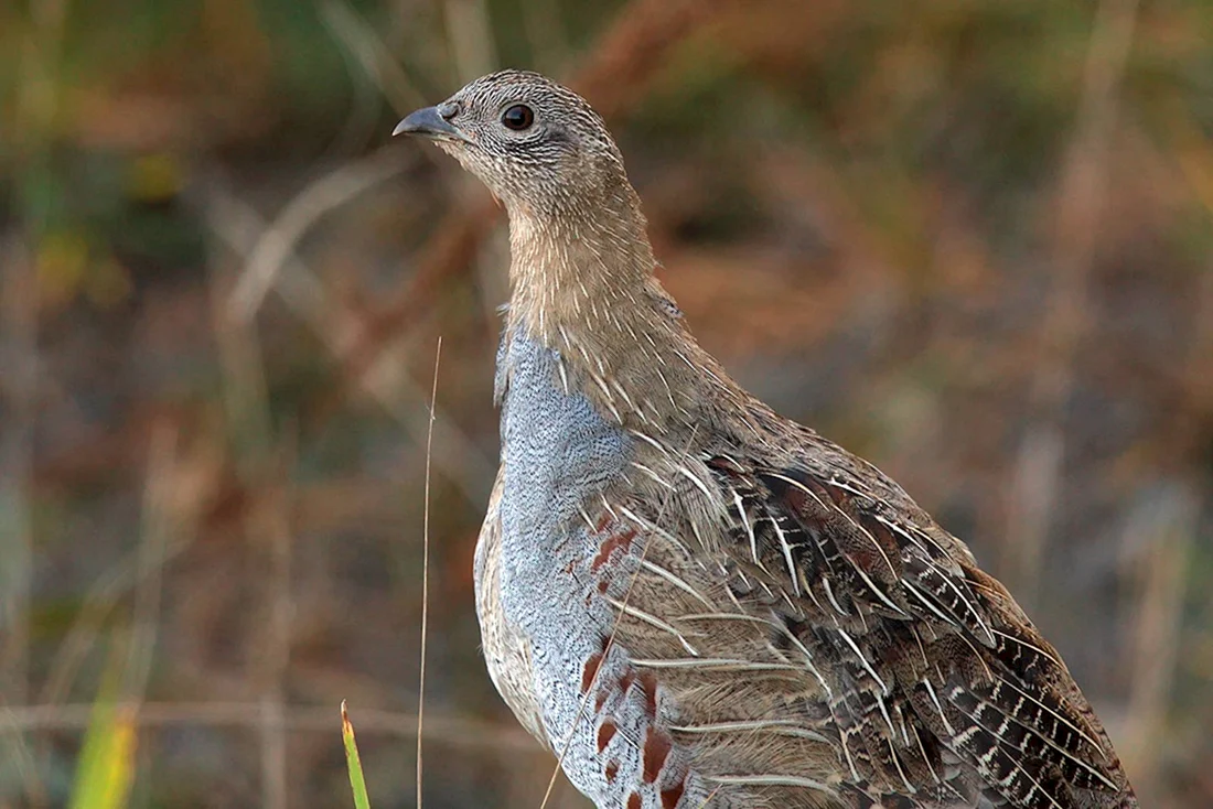 Серая куропатка Perdix Perdix