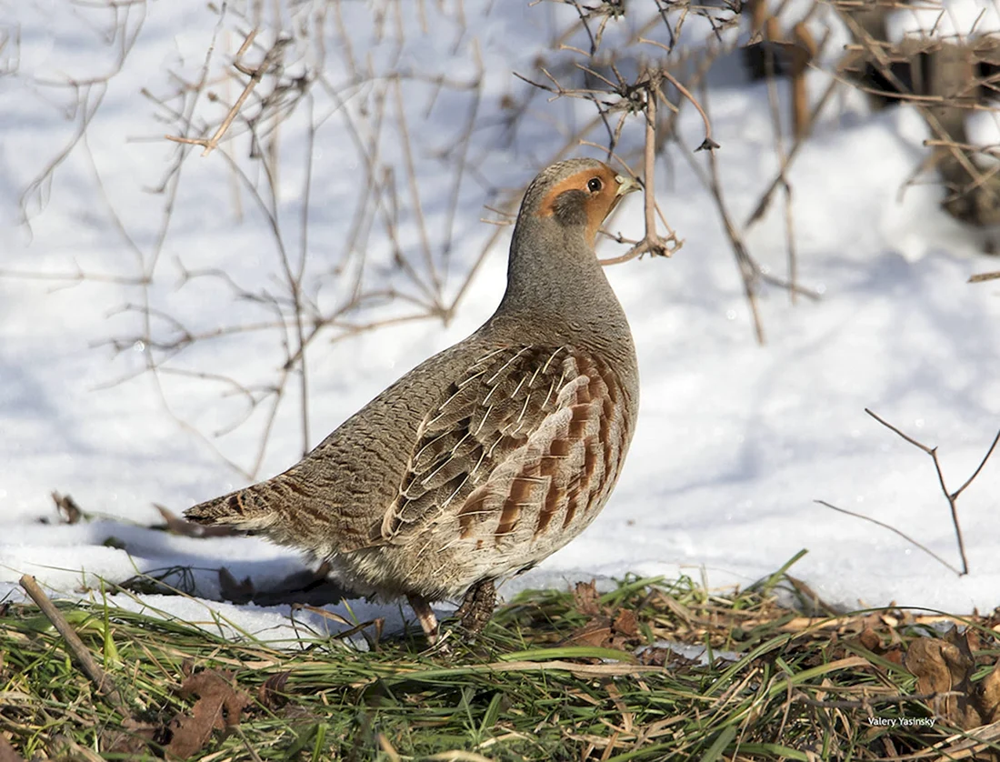 Серая куропатка Perdix Perdix