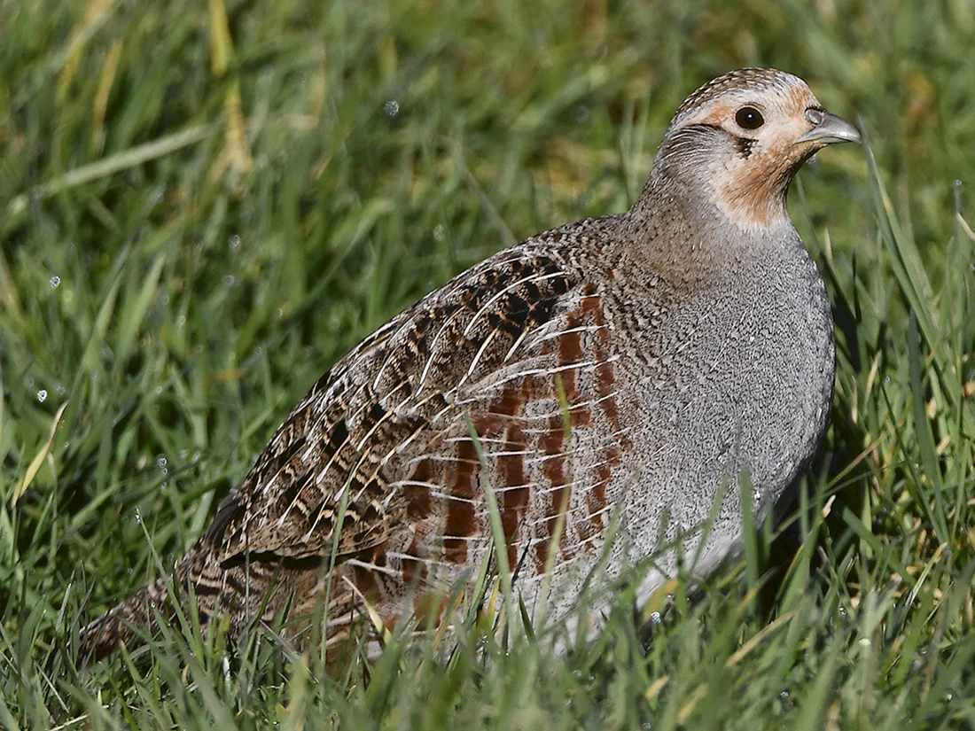 Серая куропатка Perdix Perdix