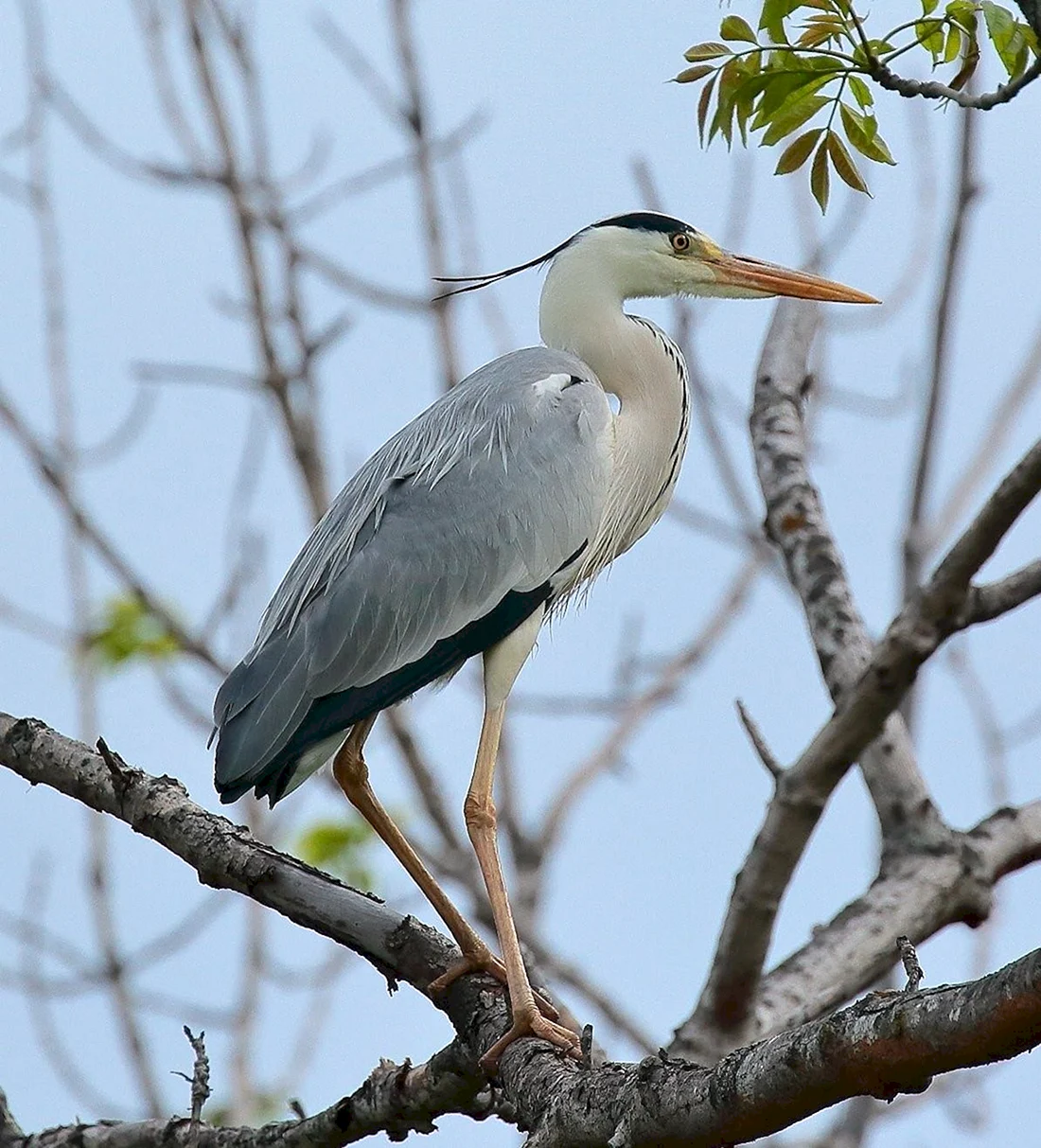 Серая цапля Ardea cinerea