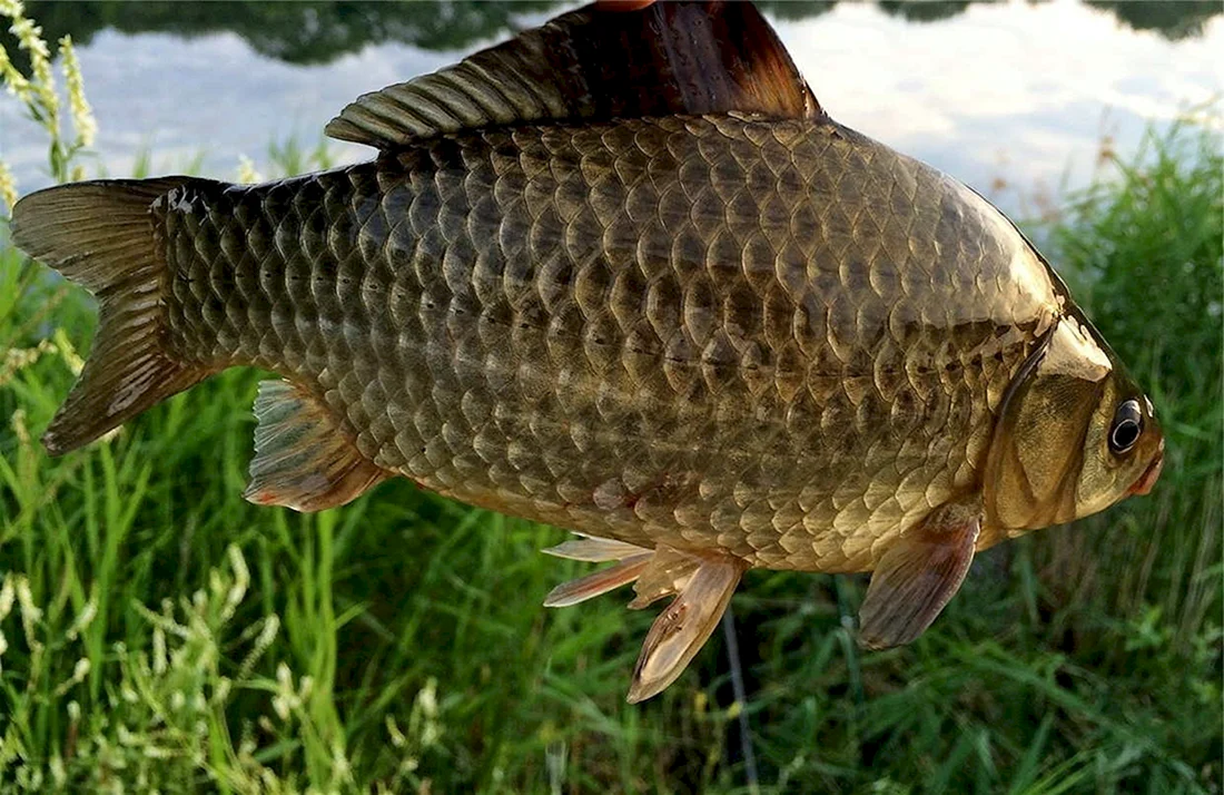 Серебрянный карась Carassius auratus