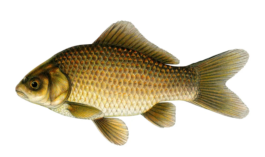 Серебряный карась Carassius gibelio
