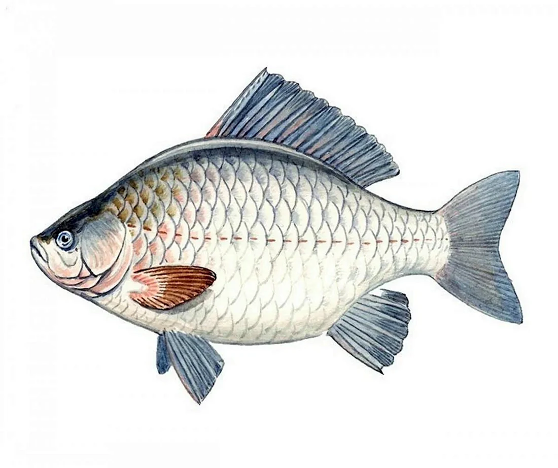 Серебряный карась Carassius gibelio