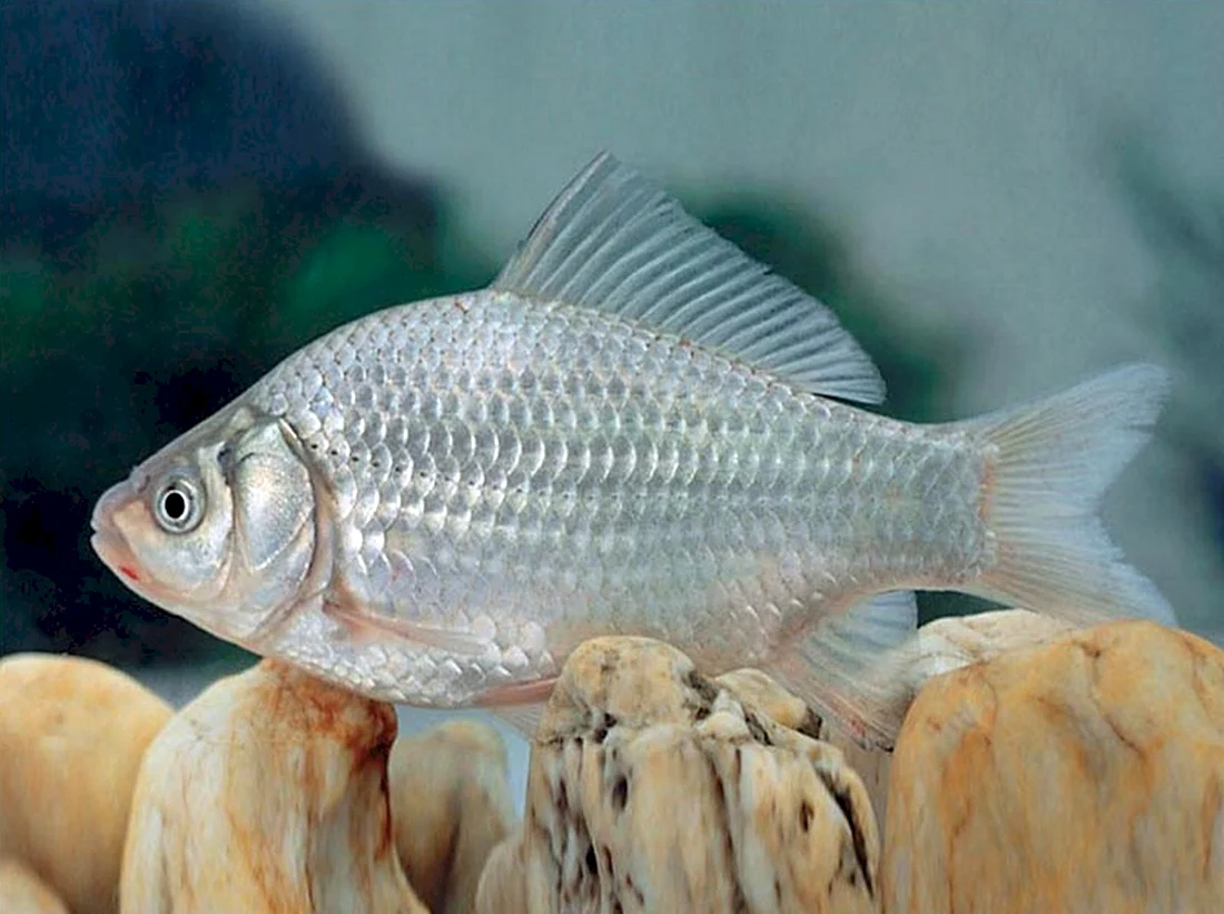 Серебряный карась Carassius gibelio