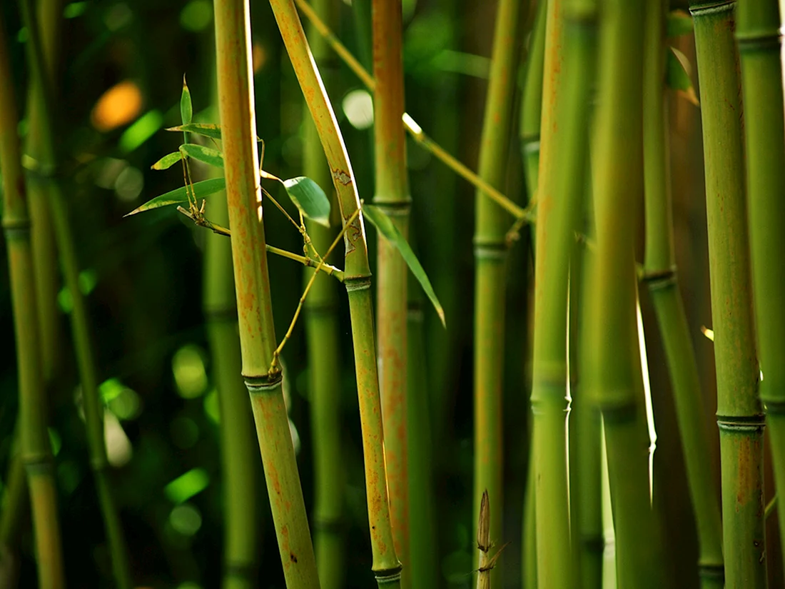 Серебристый бамбук Bamboo Green Bambusgruen