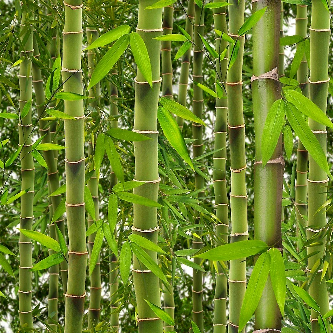 Серебристый бамбук Bamboo Green Bambusgruen