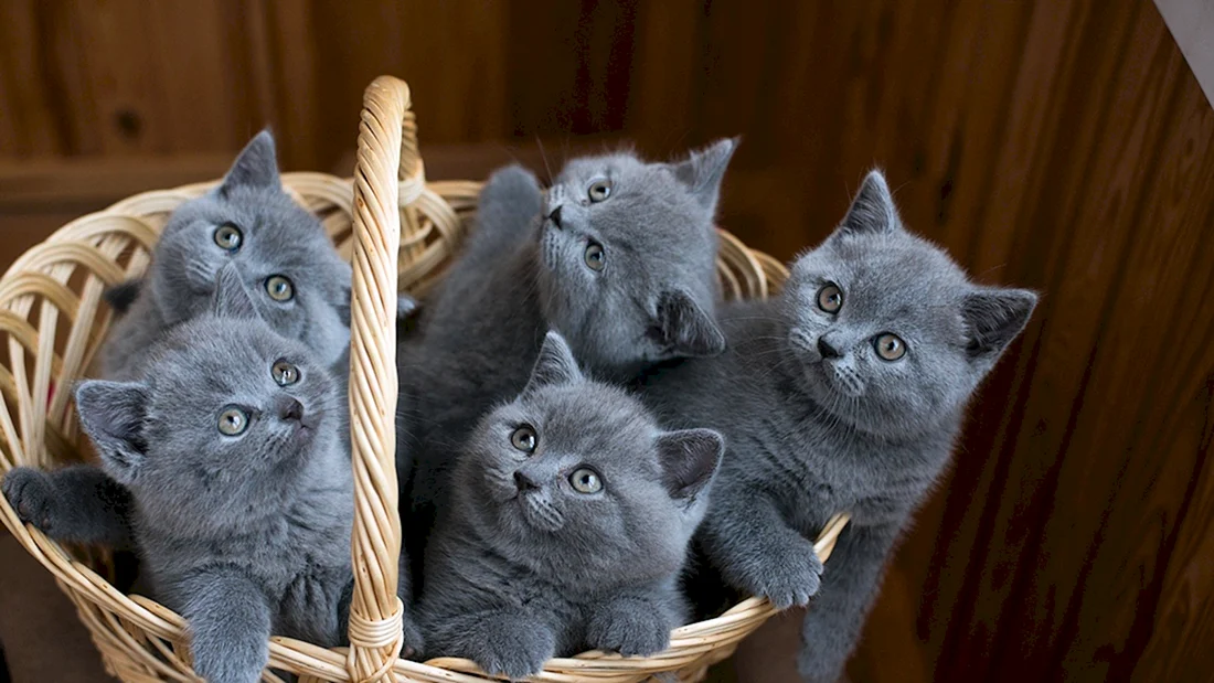 Серый британец котенок
