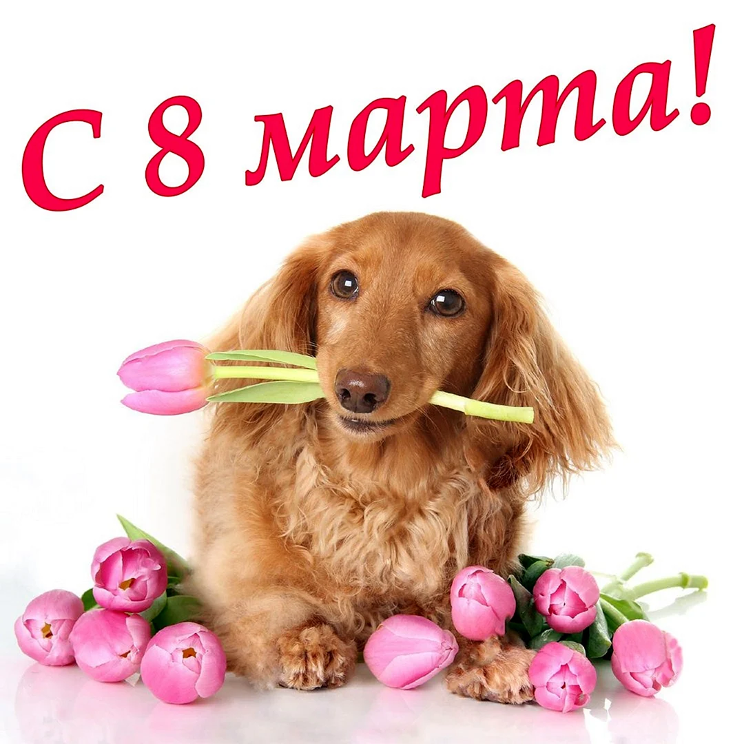 Щенок с тюльпаном