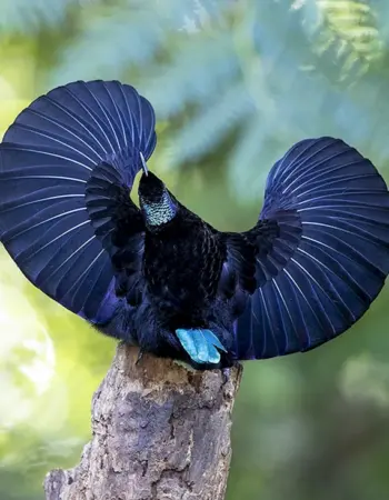 Щитоносная Райская птица Виктории