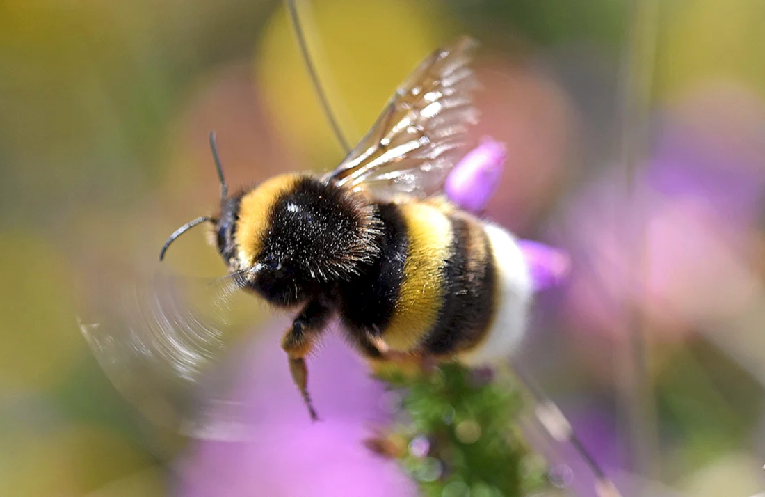 Шмель Моховой – Bombus muscorum Fabricius 1775 4 категория