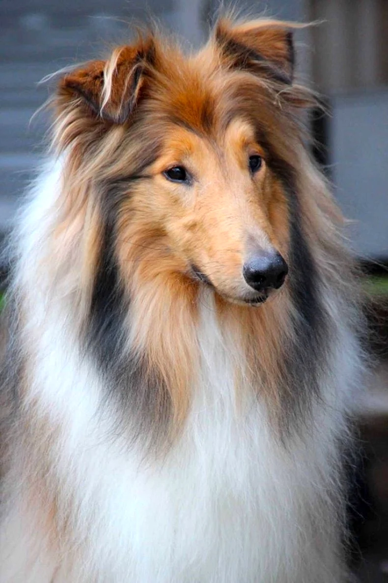 Шотландская колли