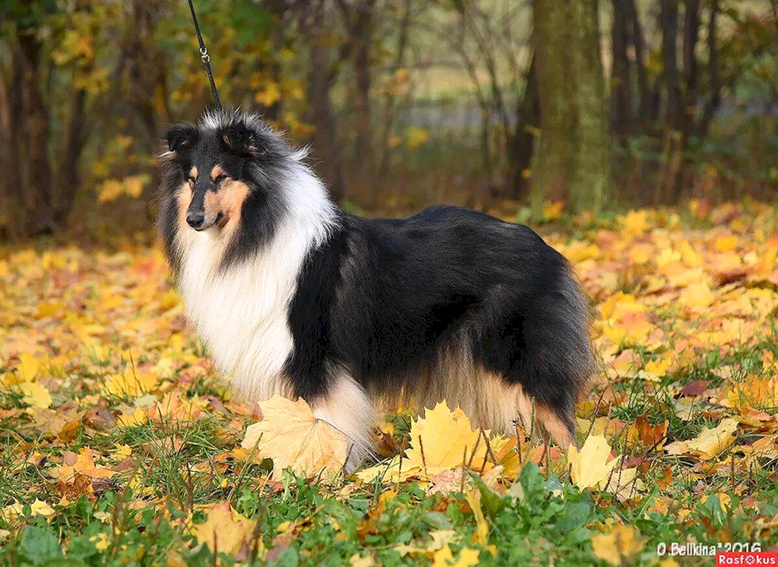 Шотландская колли