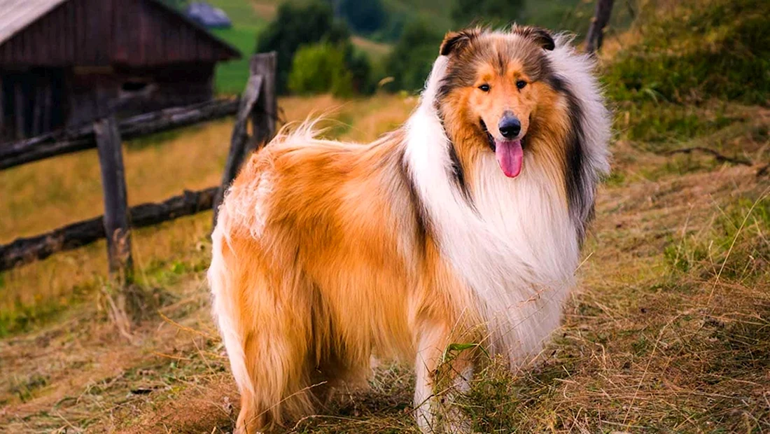 Шотландская овчарка колли