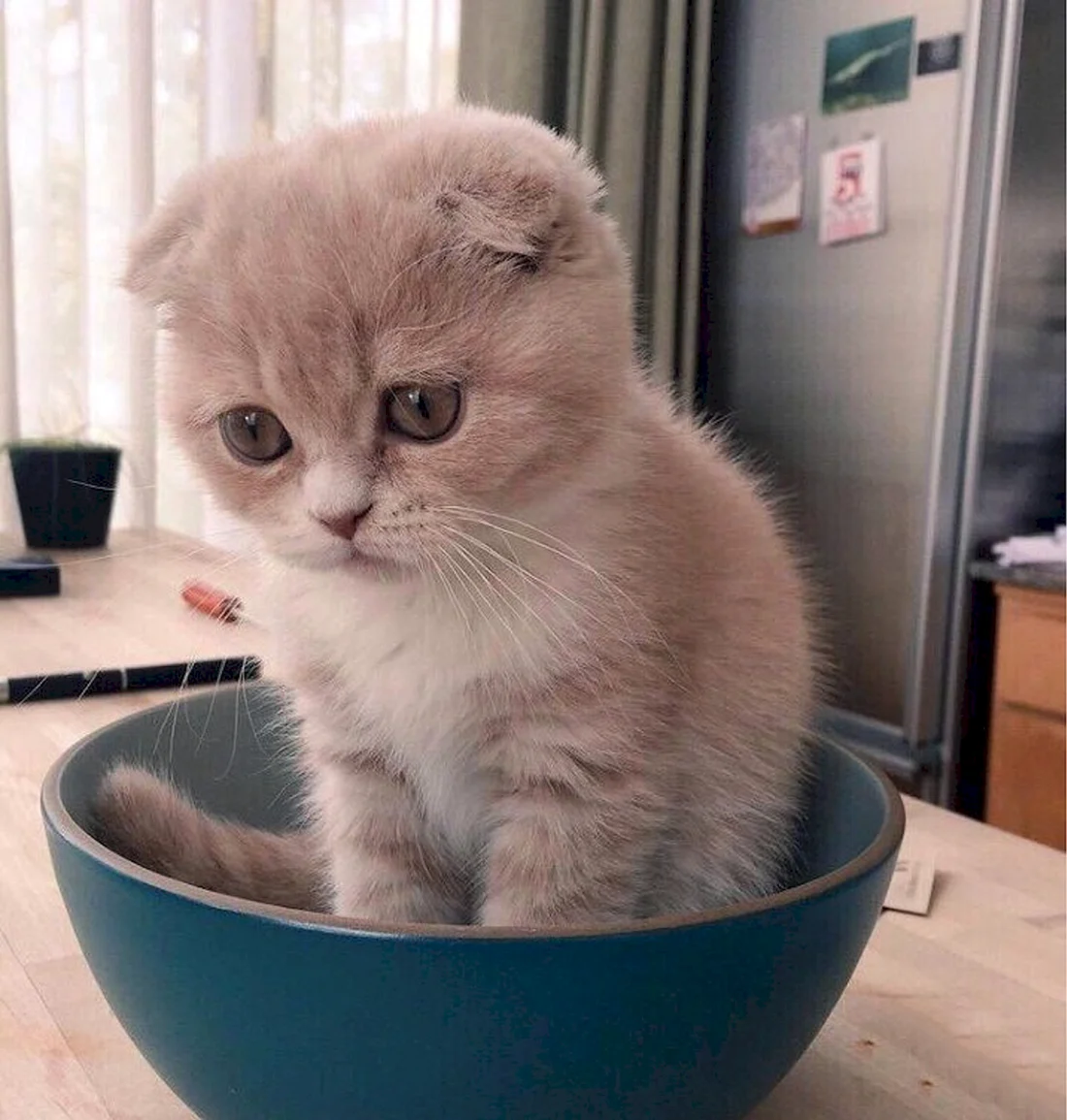 Шотландская вислоухая кошка
