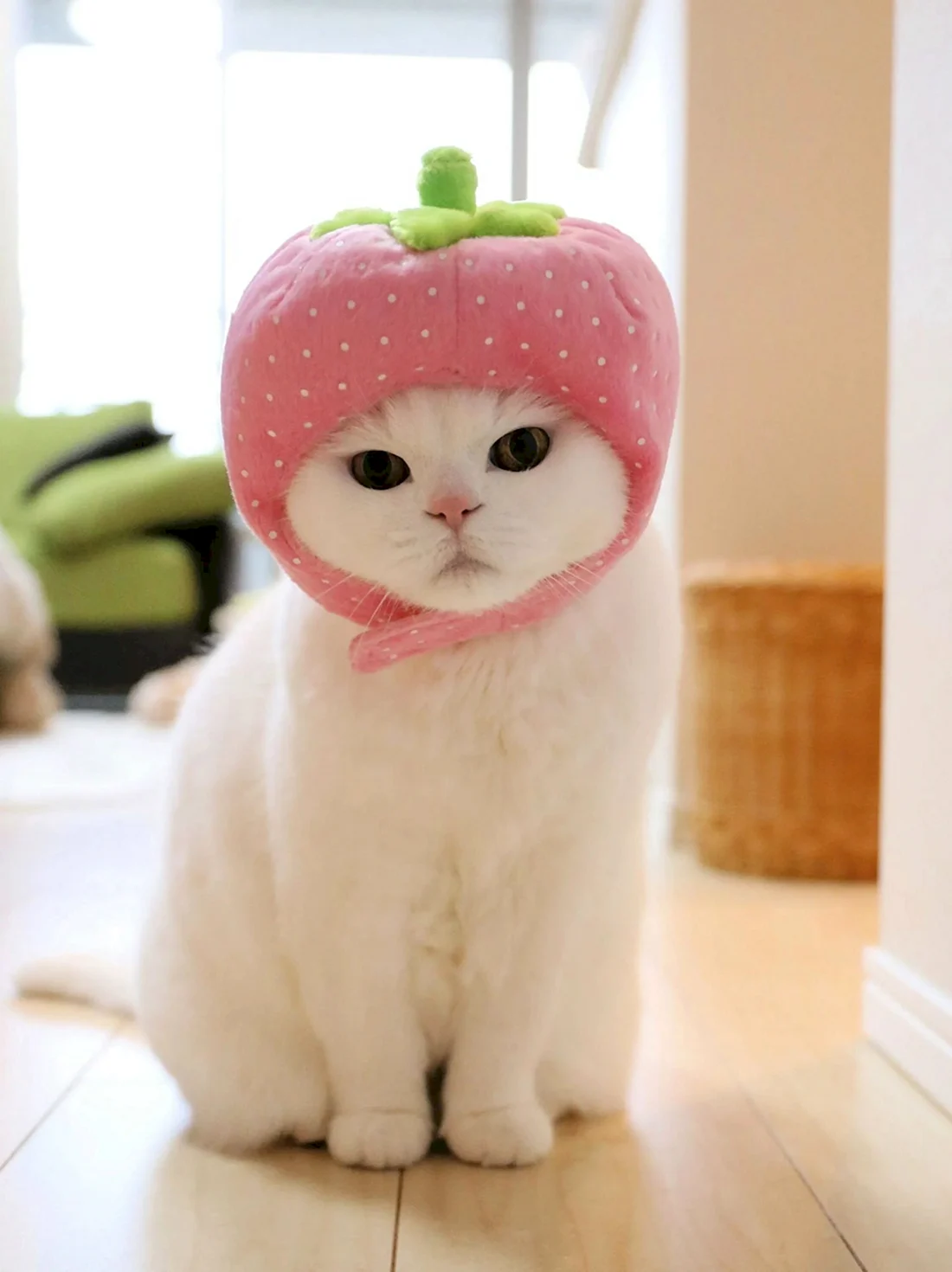 Шотландская вислоухая кошка экзот