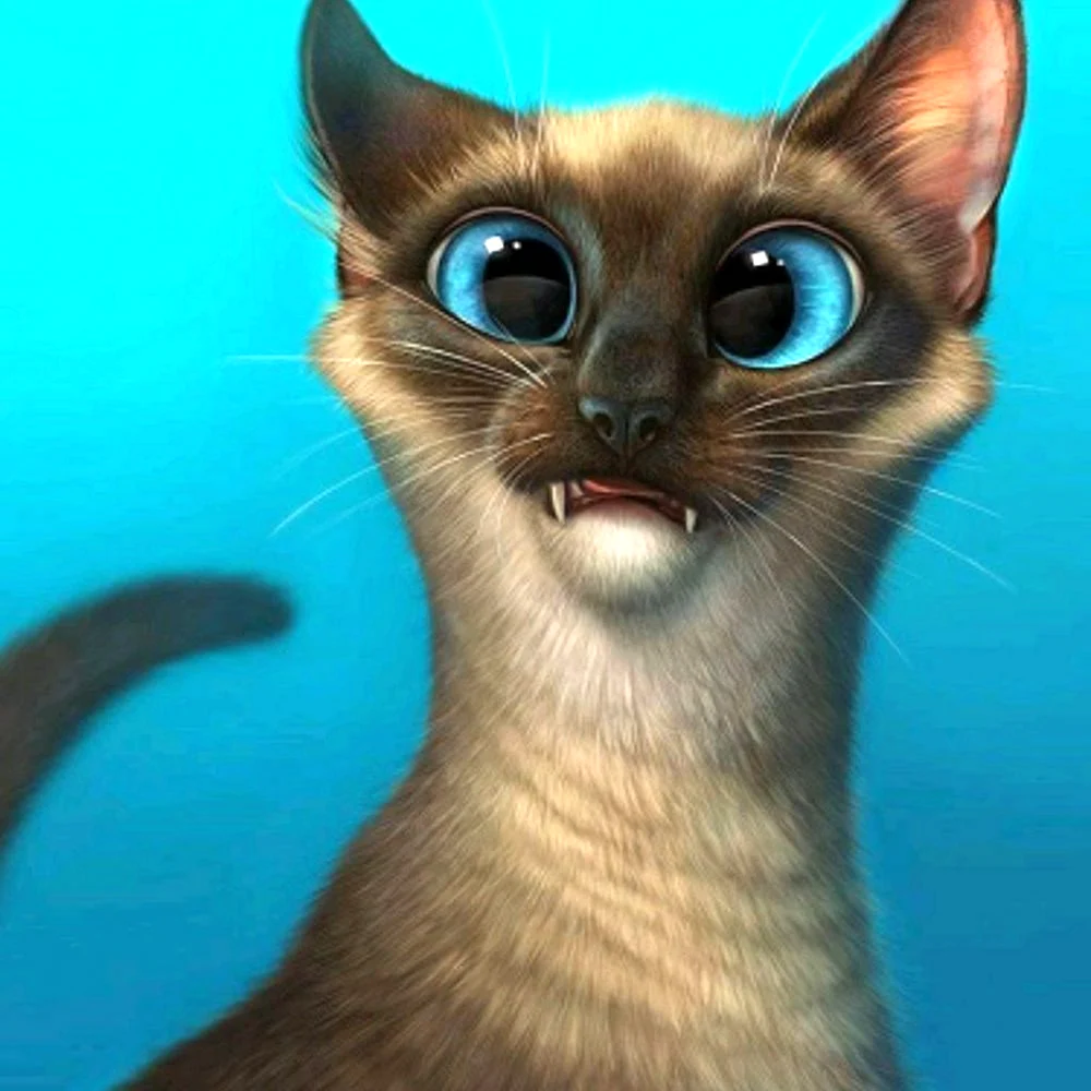 Сиамская кошка