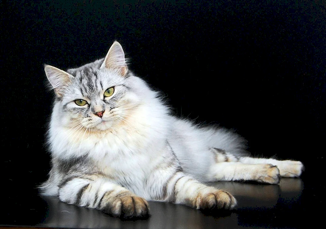 Сибирская кошка