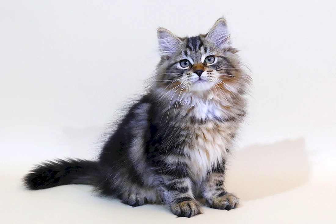 Сибирская кошка