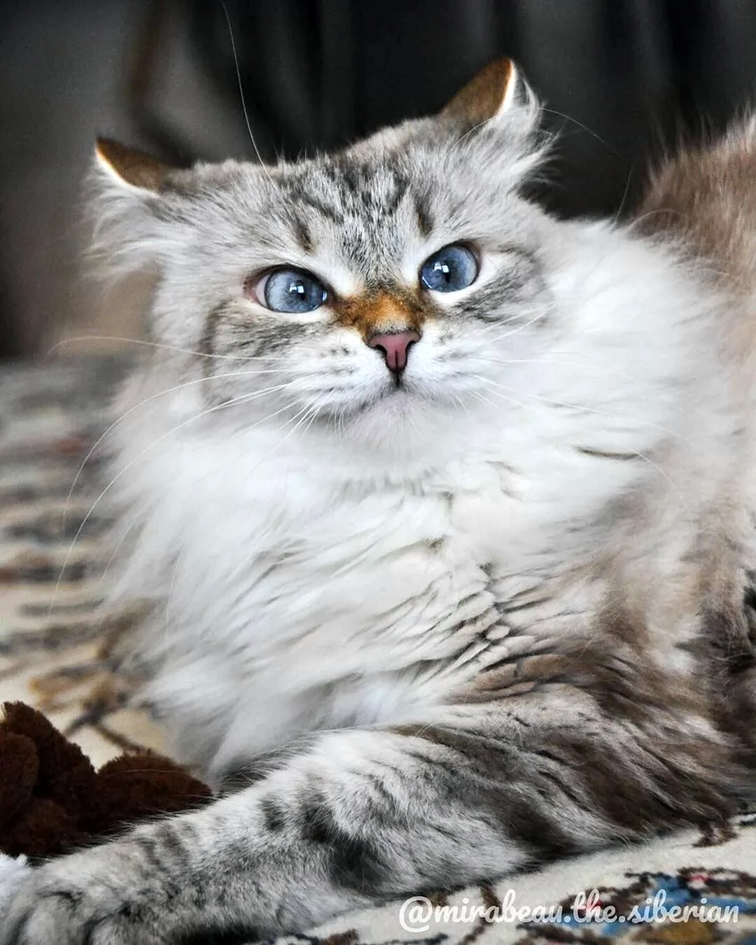 Сибирская кошка