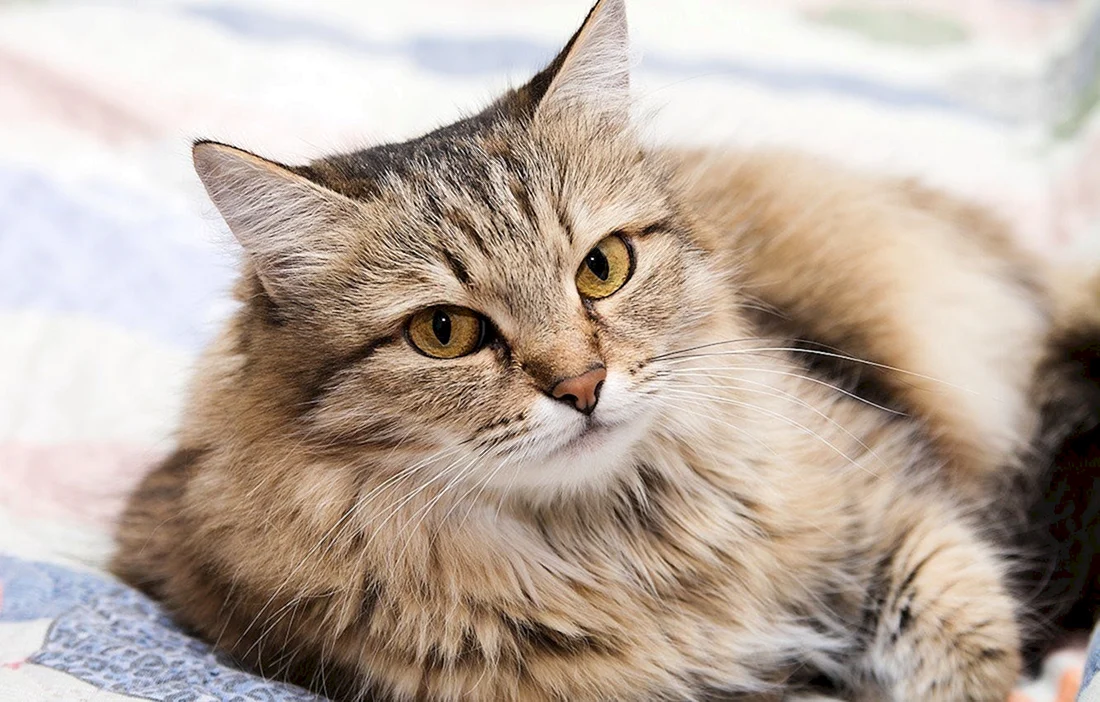 Сибирская кошка