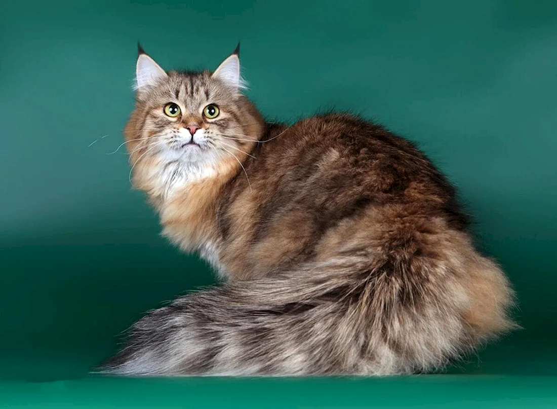 Сибирская кошка