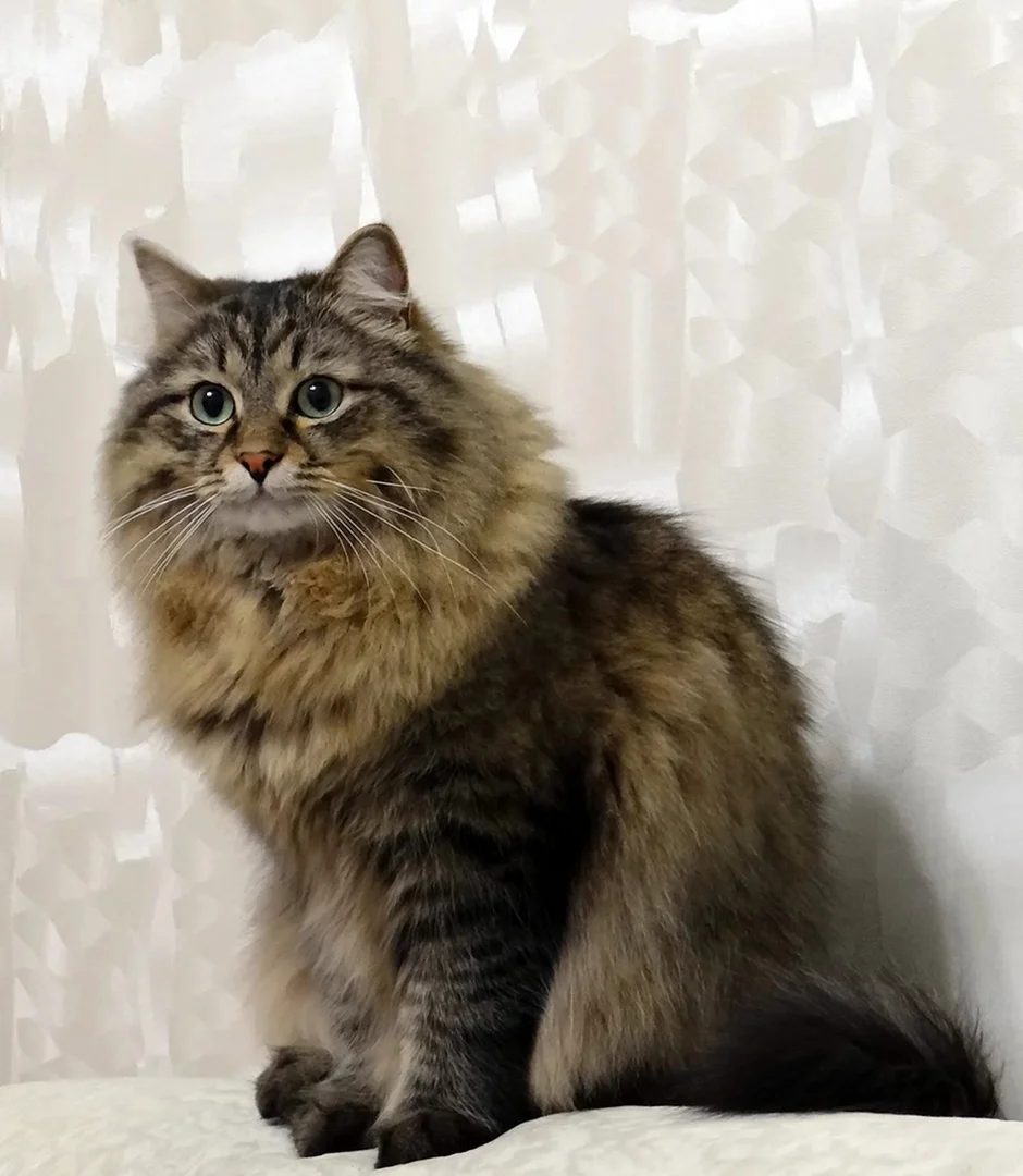 Сибирская кошка