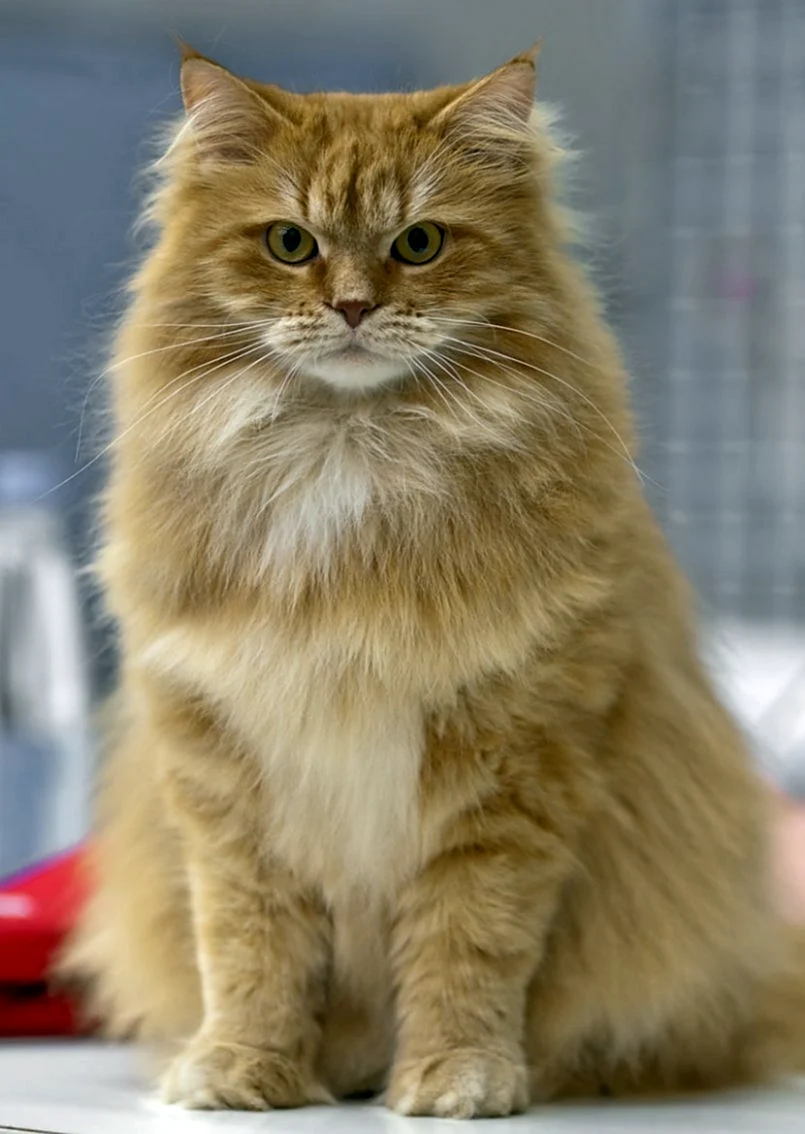 Сибирская кошка