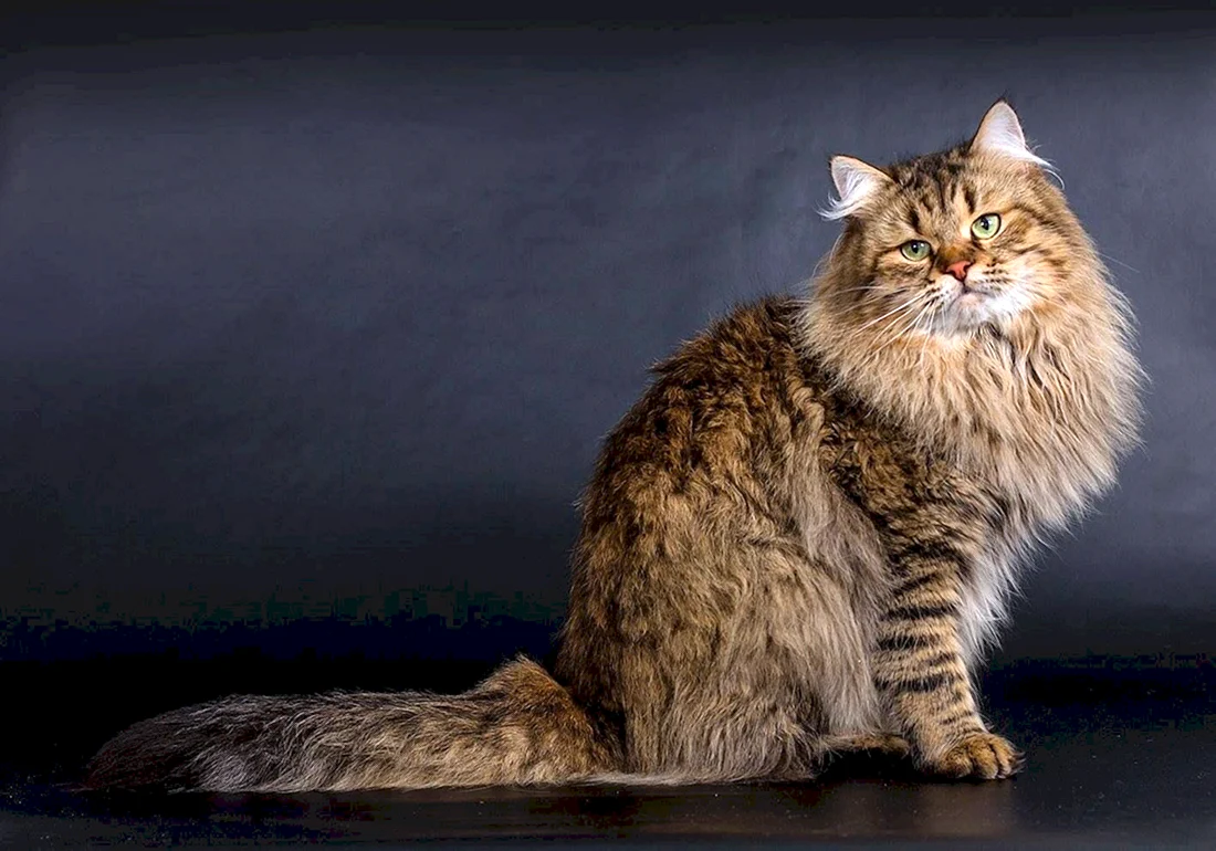 Сибирская кошка