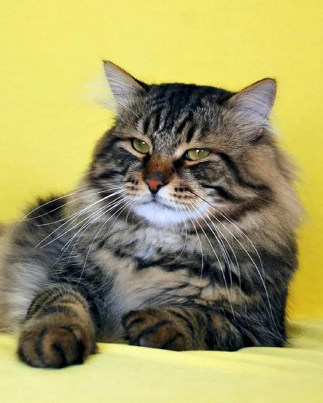 Сибирская кошка