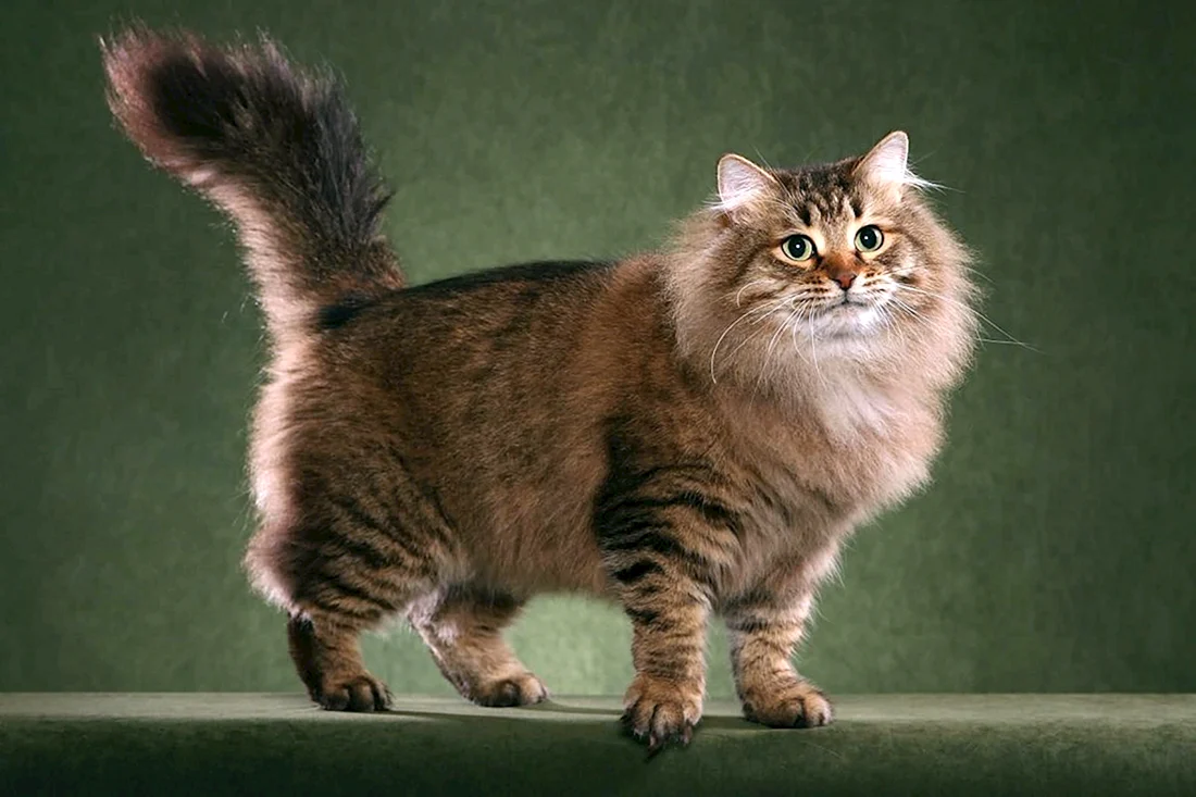 Сибирская кошка агути