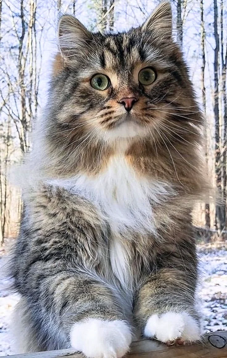Сибирская кошка агути