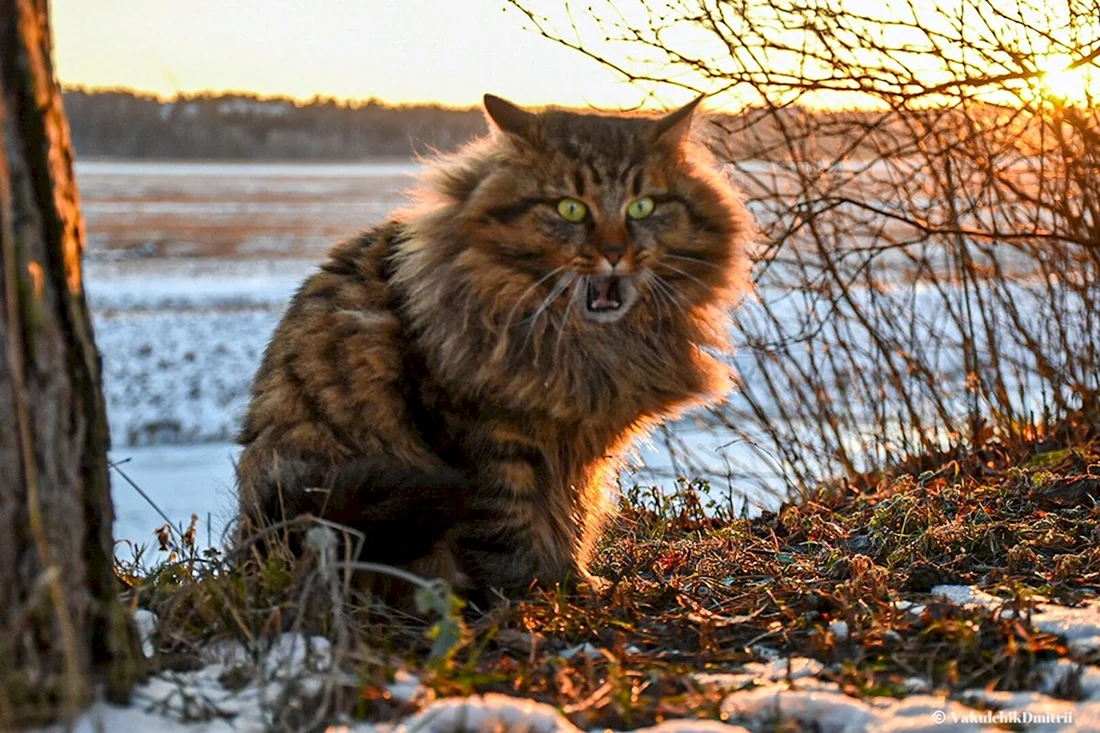Сибирские коты