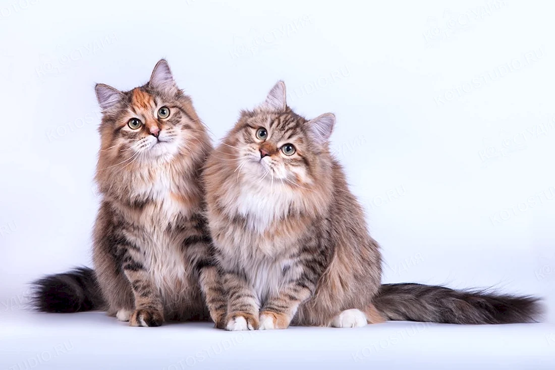 Сибирский длинношерстный кот