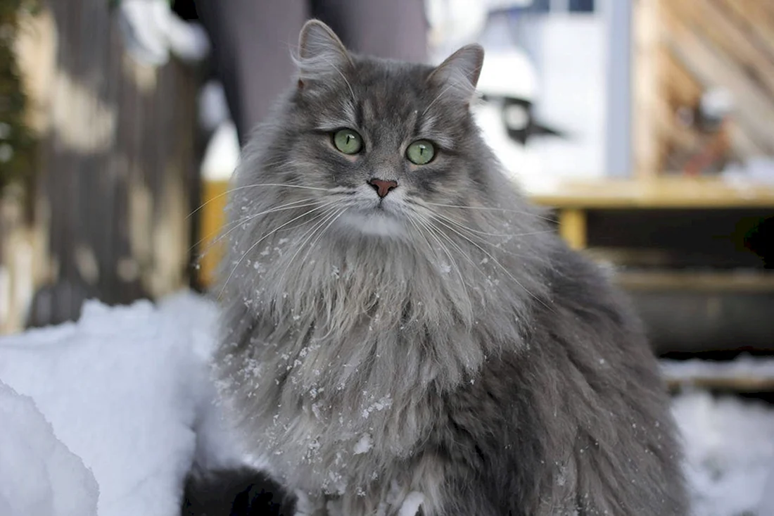 Сибирский длинношерстный кот