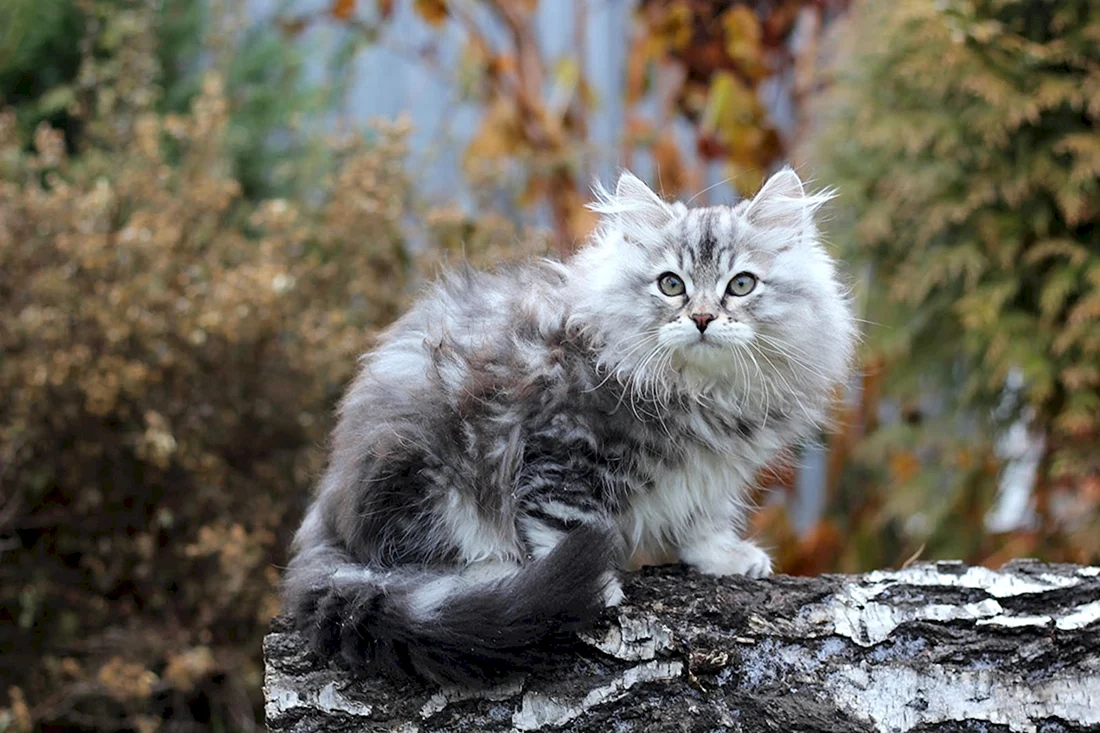 Сибирский длинношерстный кот