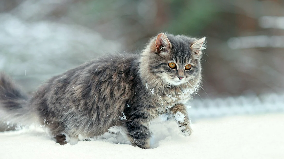 Сибирский длинношерстный кот