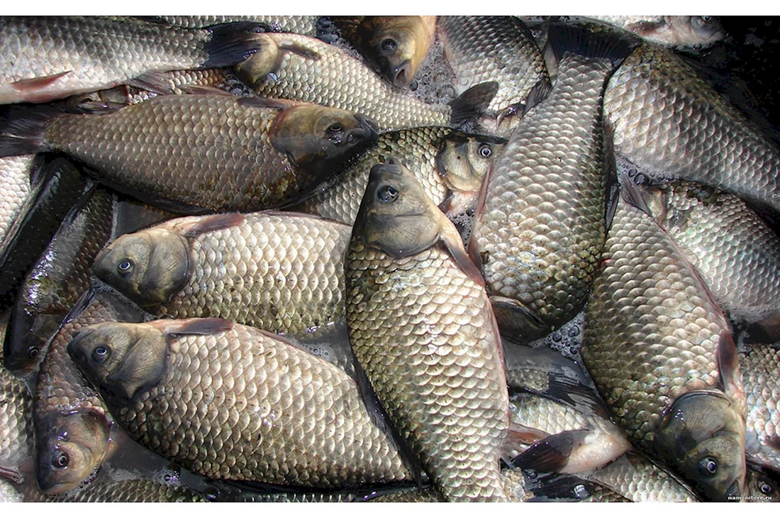 Сибирский карась