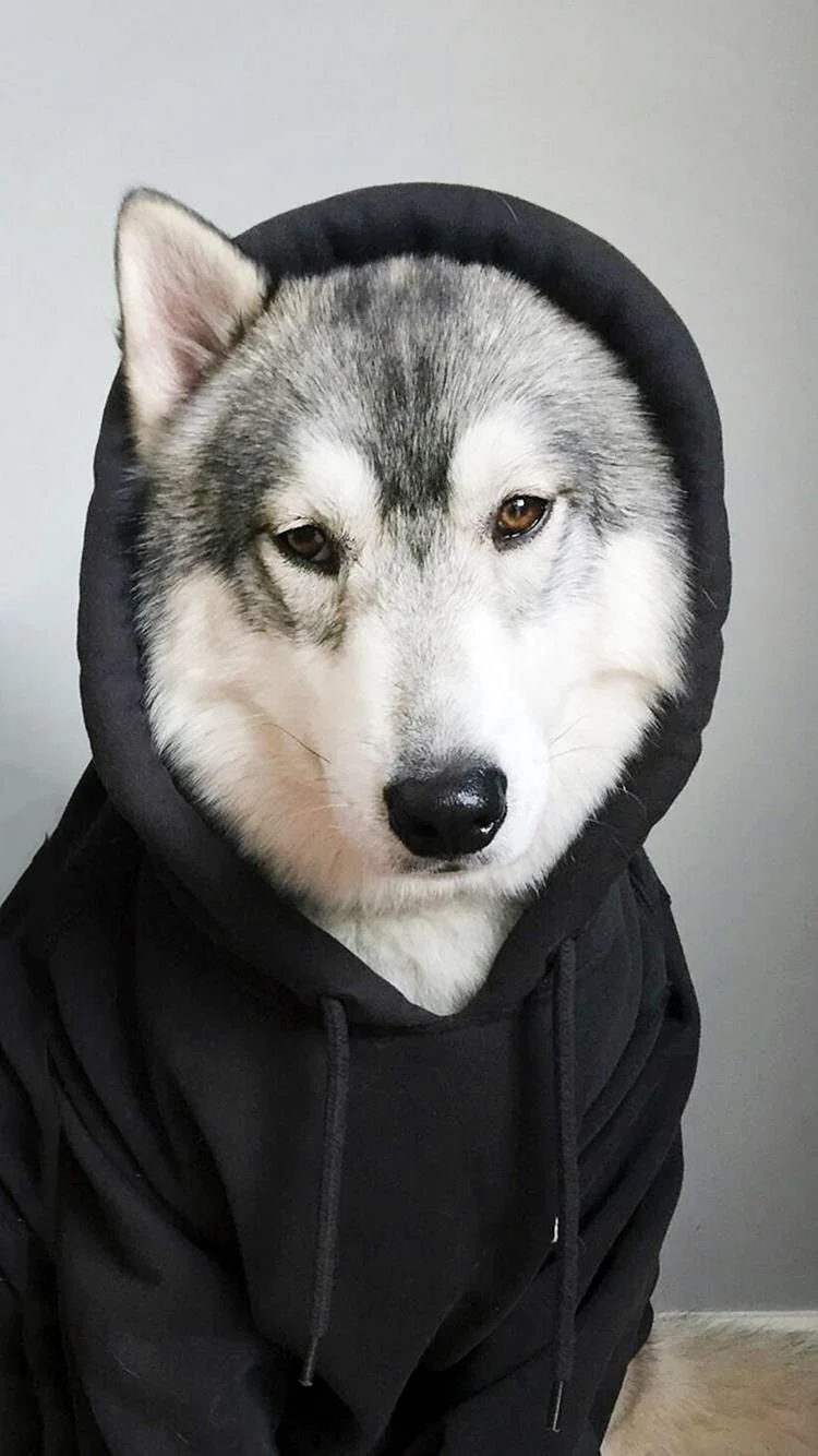 Сибирский хаски бандит