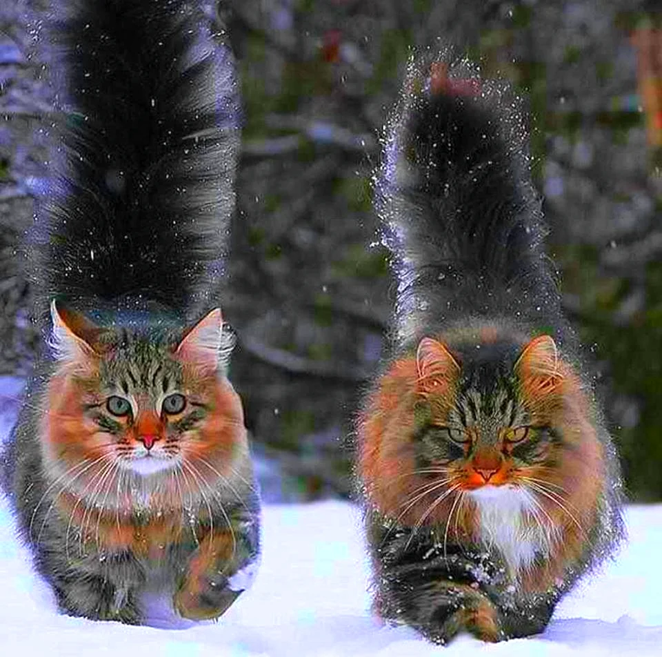 Сибирский Лесной кот