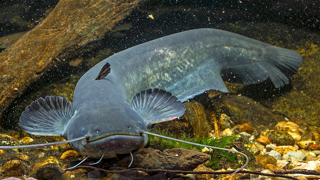 Silurus GLANIS рыба