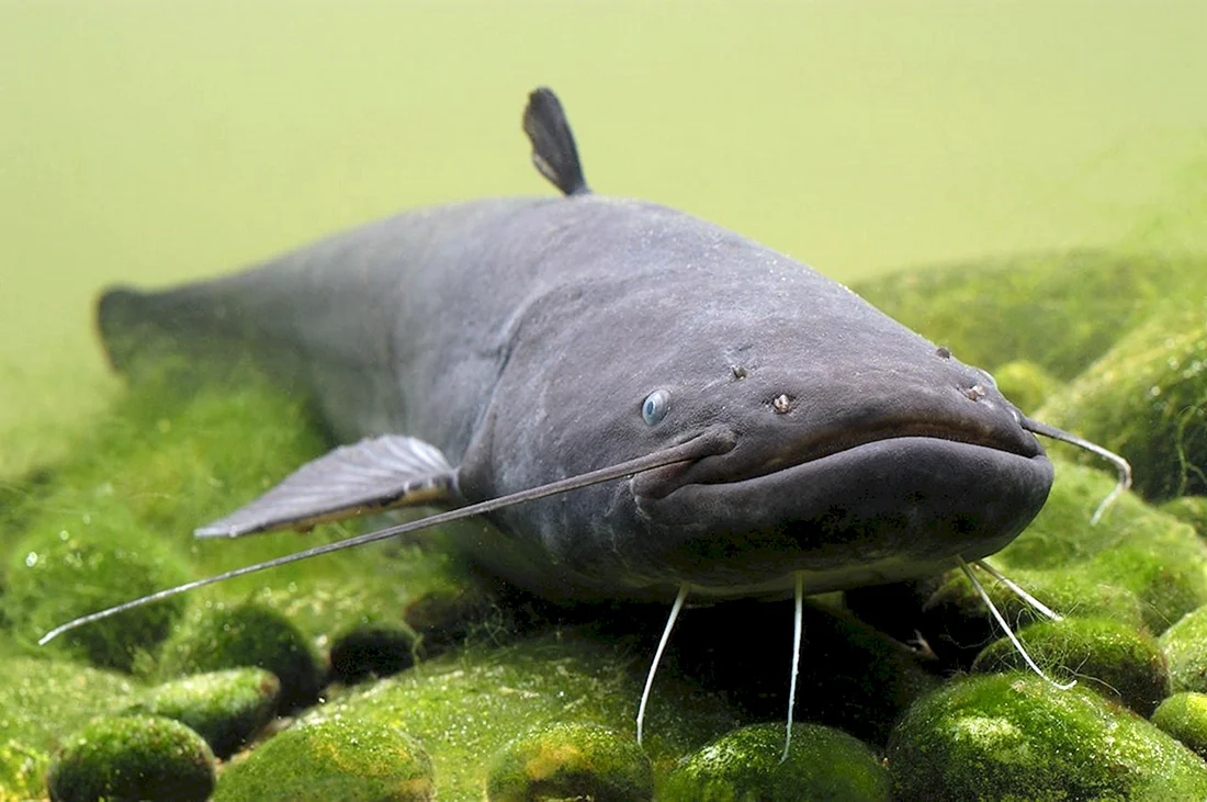 Silurus GLANIS рыба
