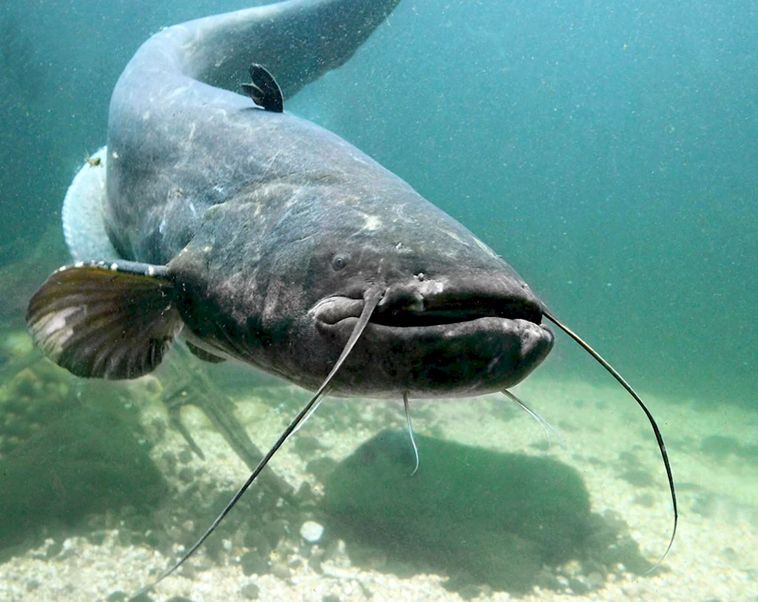 Silurus GLANIS рыба