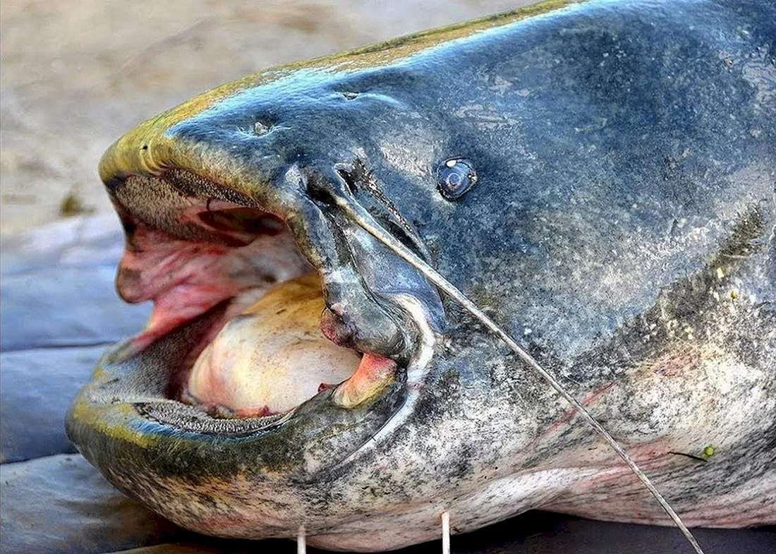 Silurus GLANIS рыба