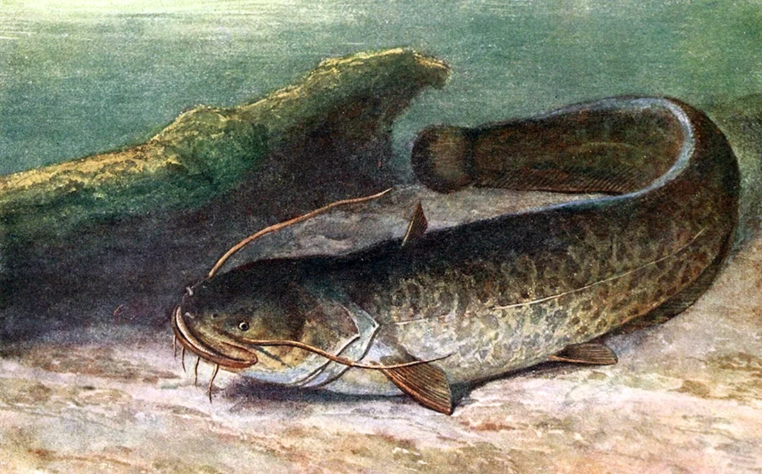 Silurus GLANIS рыба