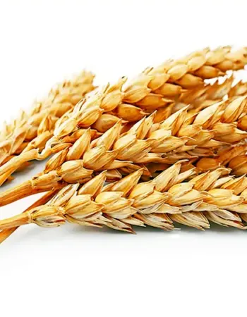 Скаген озимая пшеница